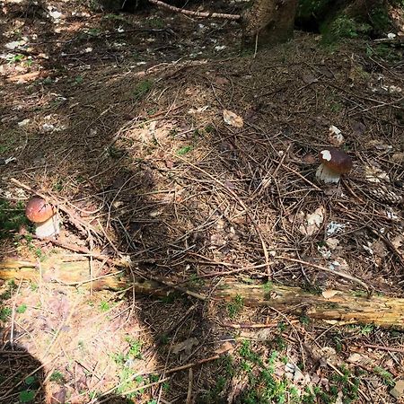Садиба Червона Калина Private Estate Chervona Kalyna Yaremche Dış mekan fotoğraf