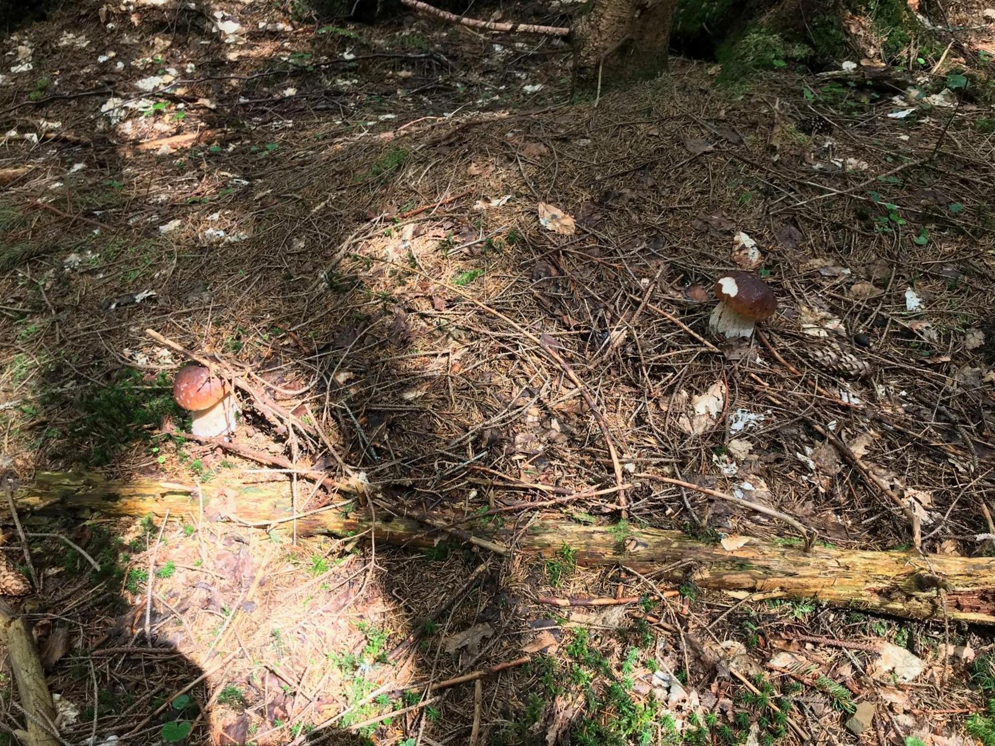 Садиба Червона Калина Private Estate Chervona Kalyna Yaremche Dış mekan fotoğraf
